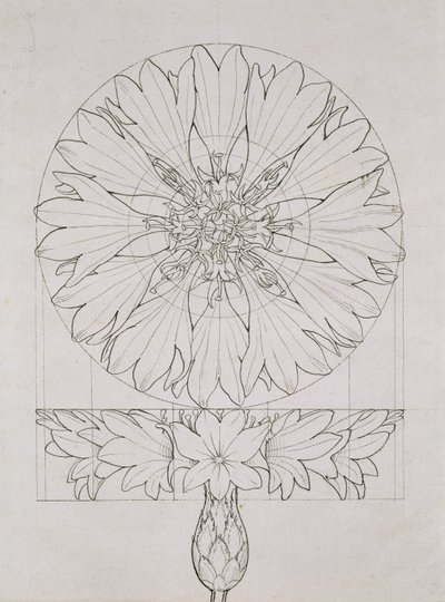 Studie voor een Korenbloem, 1808 door Philipp Otto Runge